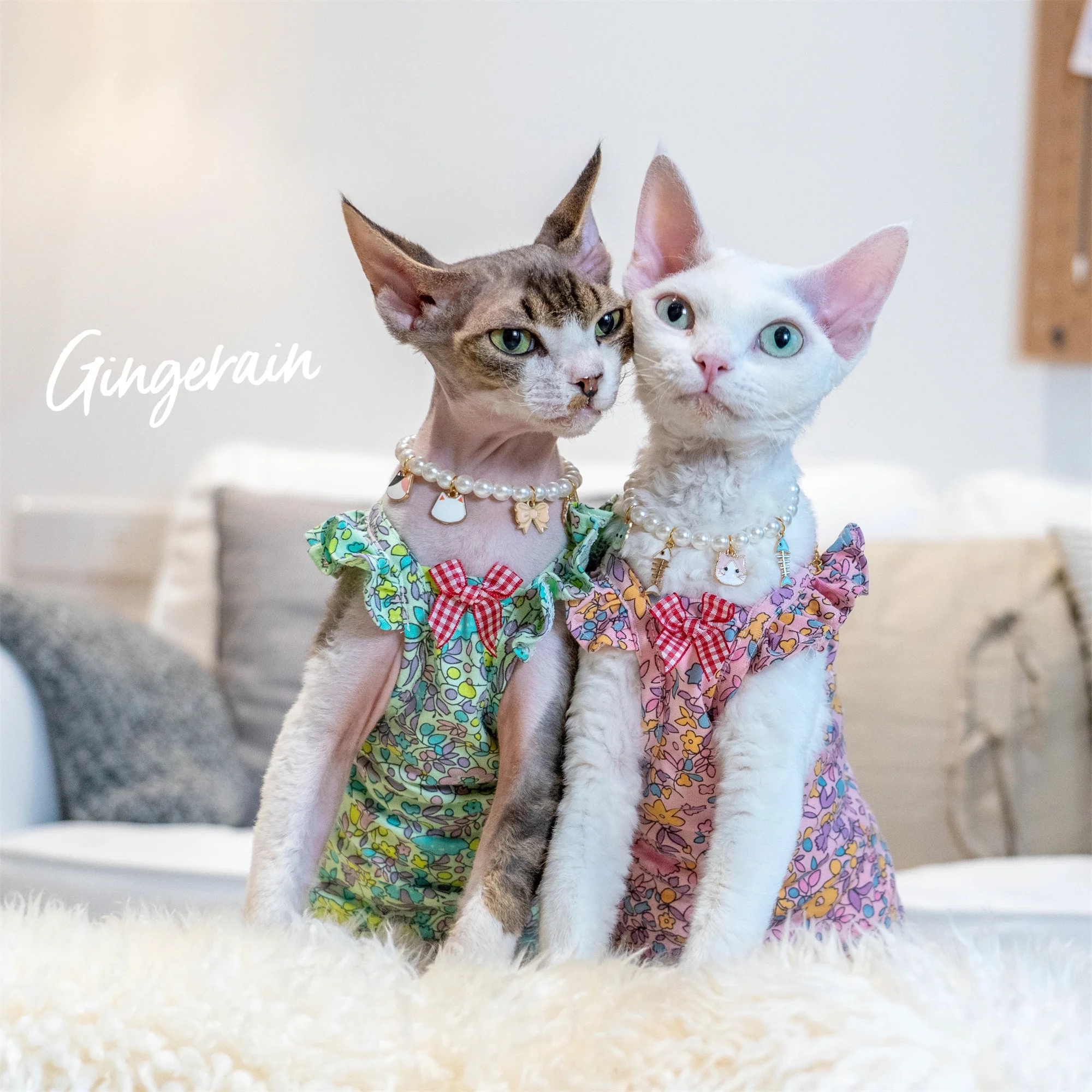 Gingerain Sphynx Cat Clothes Cat suspenders summer cool cute lace suspenders Comfortable and soft easy to wear
Gingerain Sphynx Cat Clothes Cat suspenders summer cool cute lace suspenders Comfortable and soft easy to wear