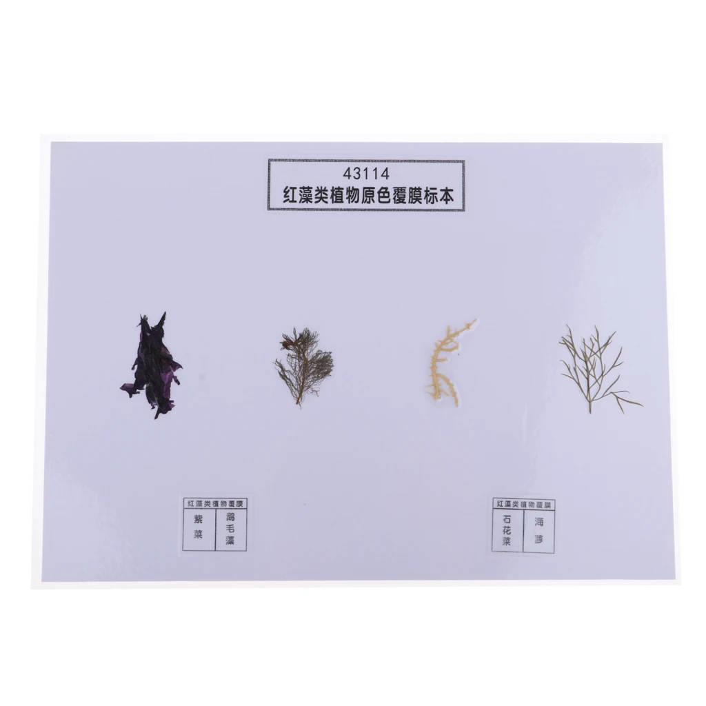 4 Pieces Red Algae Specimen Biology Model School Educational Aid Kids Toy
4 Pieces Red Algae Specimen Biology Model School Educational Aid Kids Toy