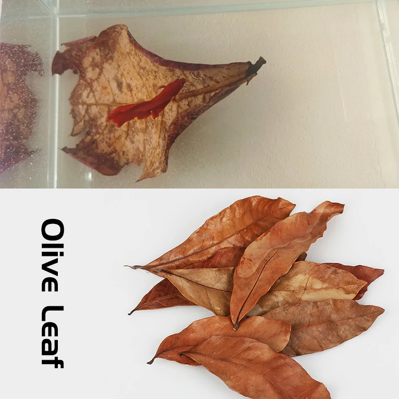 Aquarium Tank aquario Decor Accessories Natural Terminalia Catappa Foetida 180/360PCS Leaves Leaf Fish Cleaning/Treatment
Aquarium Tank aquario Decor Accessories Natural Terminalia Catappa Foetida 180/360PCS Leaves Leaf Fish Cleaning/Treatment
