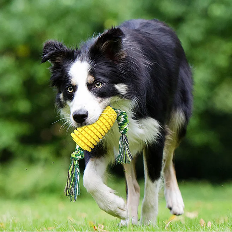 Ready Stock Dog Chew Toy With Corn Shaped Pet Chew Toys Interactive Dog Teeth Cleaning Teething Molar Dogs Toothbrushs
Ready Stock Dog Chew Toy With Corn Shaped Pet Chew Toys Interactive Dog Teeth Cleaning Teething Molar Dogs Toothbrushs