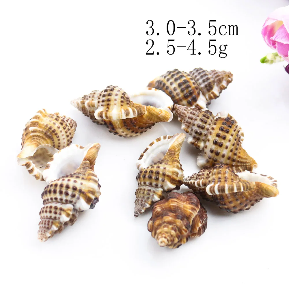 5PCS Natural Winged snail Conch Shells Mini Conch Screw beach decorations for home DIY Aquarium Landscape Seashells Crafts Decor
5PCS Natural Winged snail Conch Shells Mini Conch Screw beach decorations for home DIY Aquarium Landscape Seashells Crafts Decor