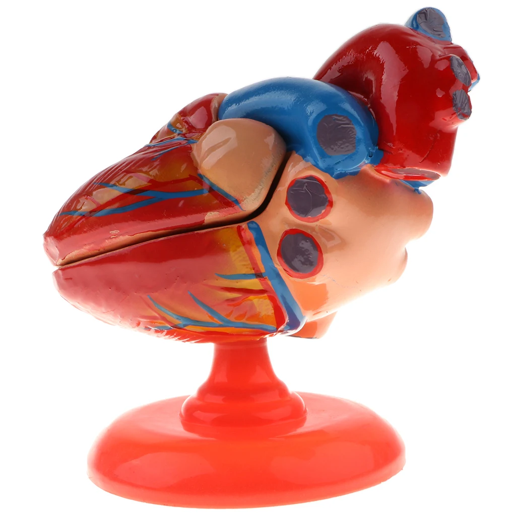 1:1 Lifesize Human Diastolic Heart Structure Model Human Heart Statue School Learning Tool Educative Toy
1:1 Lifesize Human Diastolic Heart Structure Model Human Heart Statue School Learning Tool Educative Toy