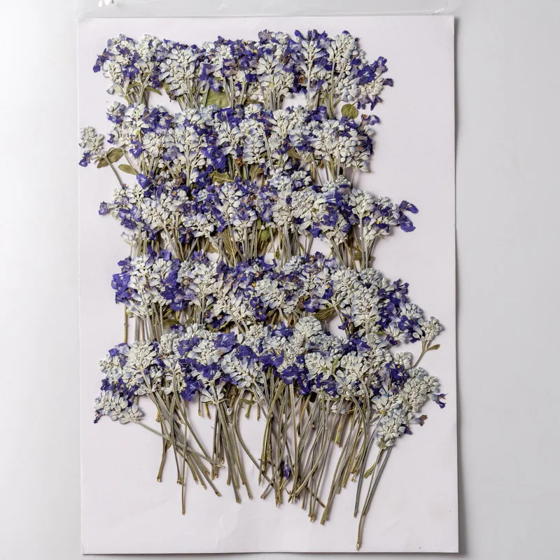 60pcs Pressed Dried Flower Salvia japonica Thun Herbarium For Epoxy Resin Jewelry Making Bookmark Face Makeup Nail Art Craft
60pcs Pressed Dried Flower Salvia japonica Thun Herbarium For Epoxy Resin Jewelry Making Bookmark Face Makeup Nail Art Craft