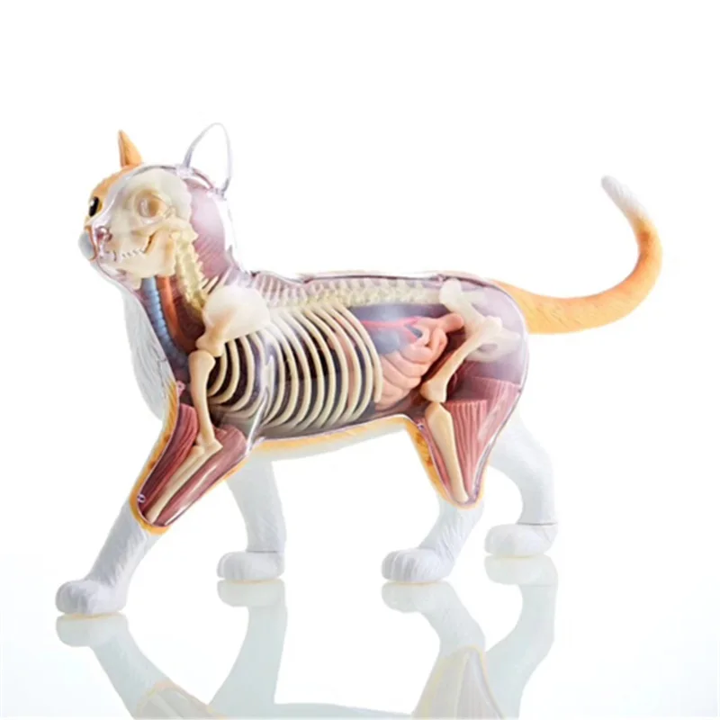 

4D Orange Tabby Cat Anatomical Model Puzzle Assembling Toy Simulation Animal Biology Medical Teaching