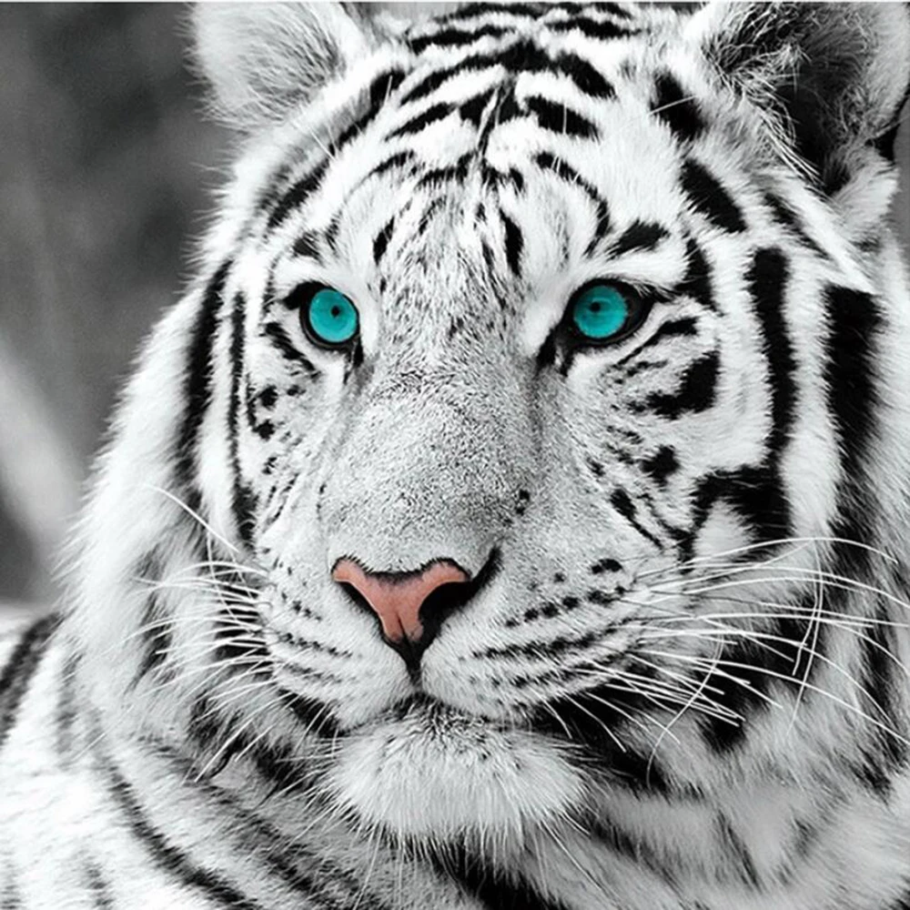 5D DIY Diamond Painting White Tiger Cross Stitch Full Square/Round Diamond Embroidery Animal Pattern Rhinestone Tool Set Gift
5D DIY Diamond Painting White Tiger Cross Stitch Full Square/Round Diamond Embroidery Animal Pattern Rhinestone Tool Set Gift