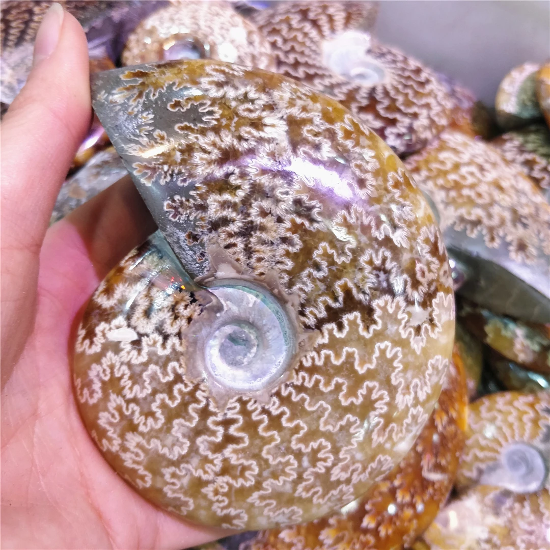 Natural Spiral Ammonite Fossil Polished Ammonoid Stone Mineral Specimen Art Collection Exhibition Furnishings House Decor Modern
Natural Spiral Ammonite Fossil Polished Ammonoid Stone Mineral Specimen Art Collection Exhibition Furnishings House Decor Modern