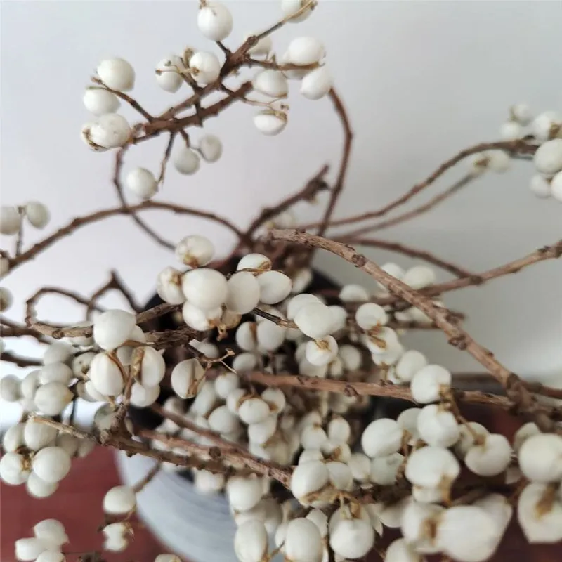 6pcs High Quality Natural Dried Ginkgo Fruit Bunch Dried Mushroom Grass Flower for Party Home Decor 
6pcs High Quality Natural Dried Ginkgo Fruit Bunch Dried Mushroom Grass Flower for Party Home Decor