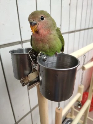Parrot Playstands with Cup Toys Tray Bird Swing Climbing Hanging Ladder Bridge Wood Cockatiel Playground Bird Perches Bird Bath
Parrot Playstands with Cup Toys Tray Bird Swing Climbing Hanging Ladder Bridge Wood Cockatiel Playground Bird Perches Bird Bath