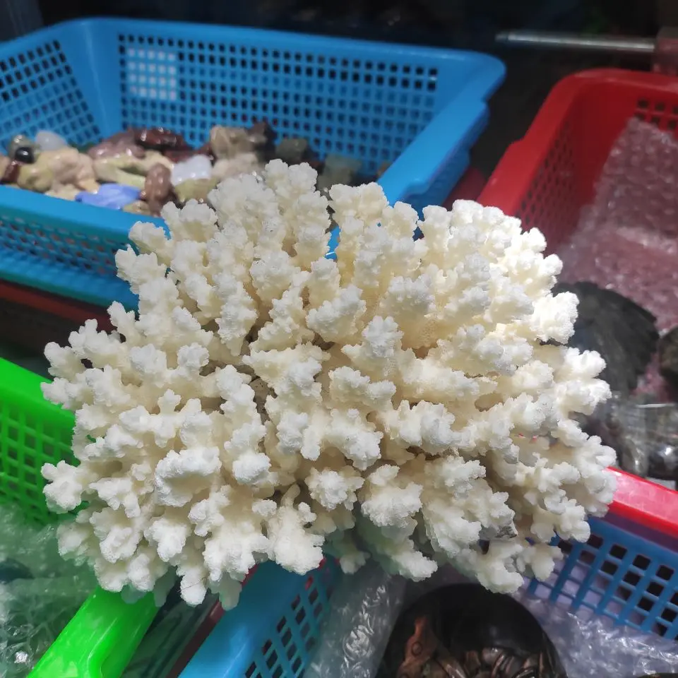 

1pcs 800-1000g Natural Coral Sea White Coral Tree White Coral Aquarium Landscaping Home Furnishing Ornaments Home Decoration