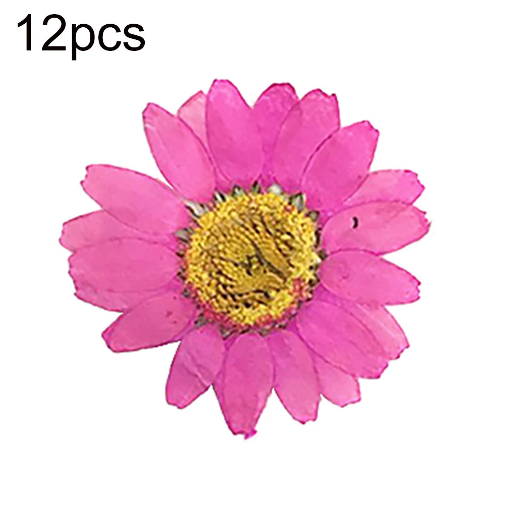 12pcs Natural Pressed Decorative Dried Flower Material Artificial Dried Flowers DIY Jewelry Making Phone Case Accessories
12pcs Natural Pressed Decorative Dried Flower Material Artificial Dried Flowers DIY Jewelry Making Phone Case Accessories