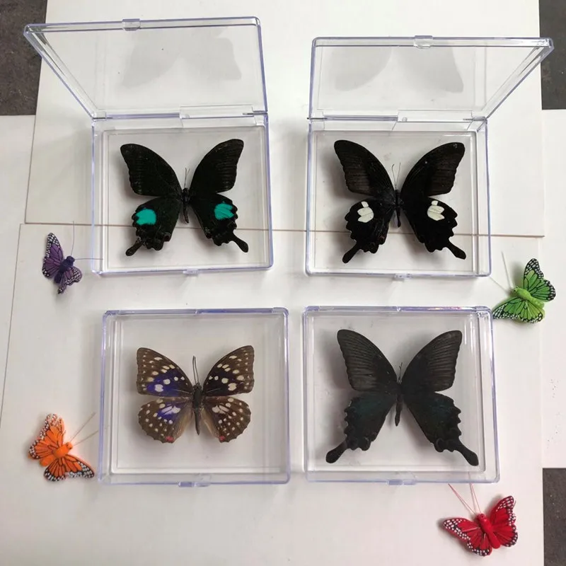 1PCS Natural Real Butterfly Specimen box Colorful Mixed Pretty Butterfly Education Teaching Home Decor Artwork Material gift DIY
1PCS Natural Real Butterfly Specimen box Colorful Mixed Pretty Butterfly Education Teaching Home Decor Artwork Material gift DIY