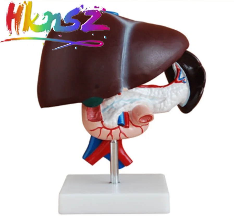 1:1 Life Size Human Medical Anatomical Liver Duodenum Pancreas Model Surgery Medical Tools Mannequin Body
1:1 Life Size Human Medical Anatomical Liver Duodenum Pancreas Model Surgery Medical Tools Mannequin Body