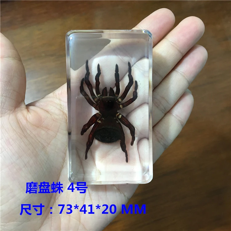 Набор из 9 натуральных насекомых в канифоли
Набор из 9 натуральных насекомых в канифоли