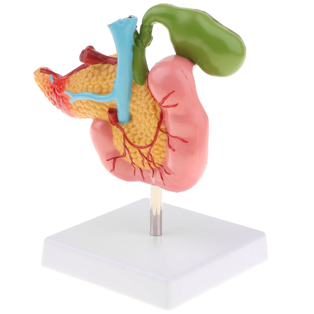 Lifesize человеческая желчная пузырь Duodenum патологическая модель с кровью | Игрушки и