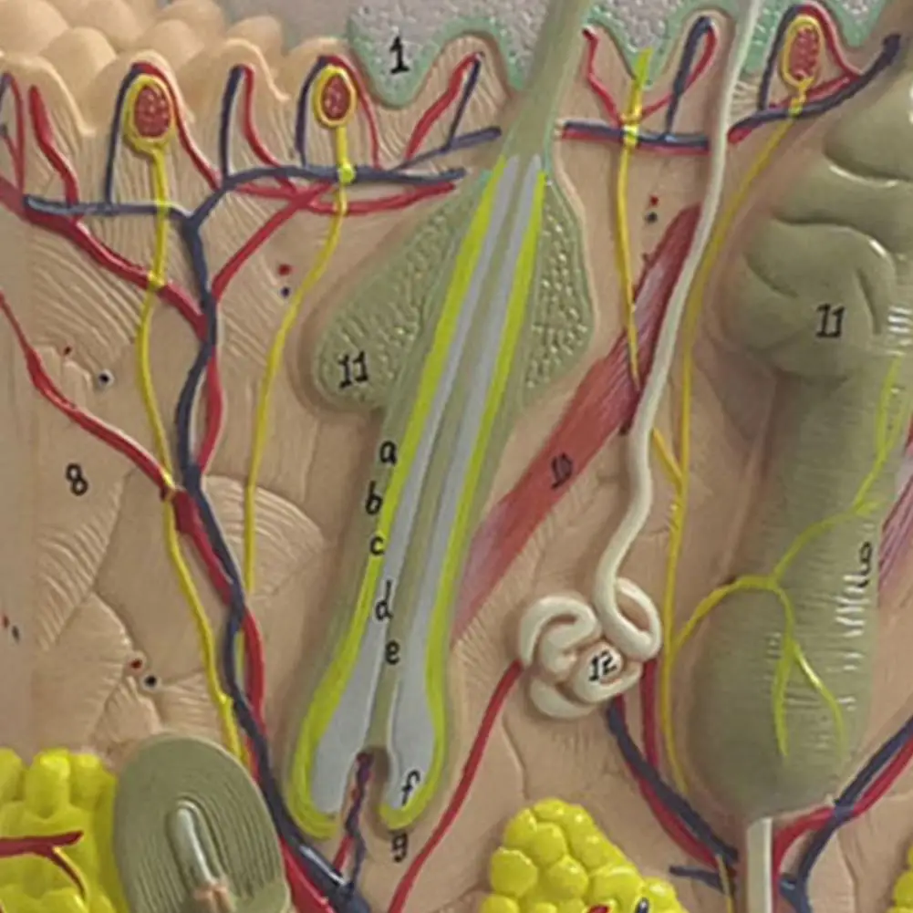 35X/ 50X/ 70X Skin Tissue Model Clear Safe Lightweight Human Skin Magnified Tissue Model for Teaching
35X/ 50X/ 70X Skin Tissue Model Clear Safe Lightweight Human Skin Magnified Tissue Model for Teaching