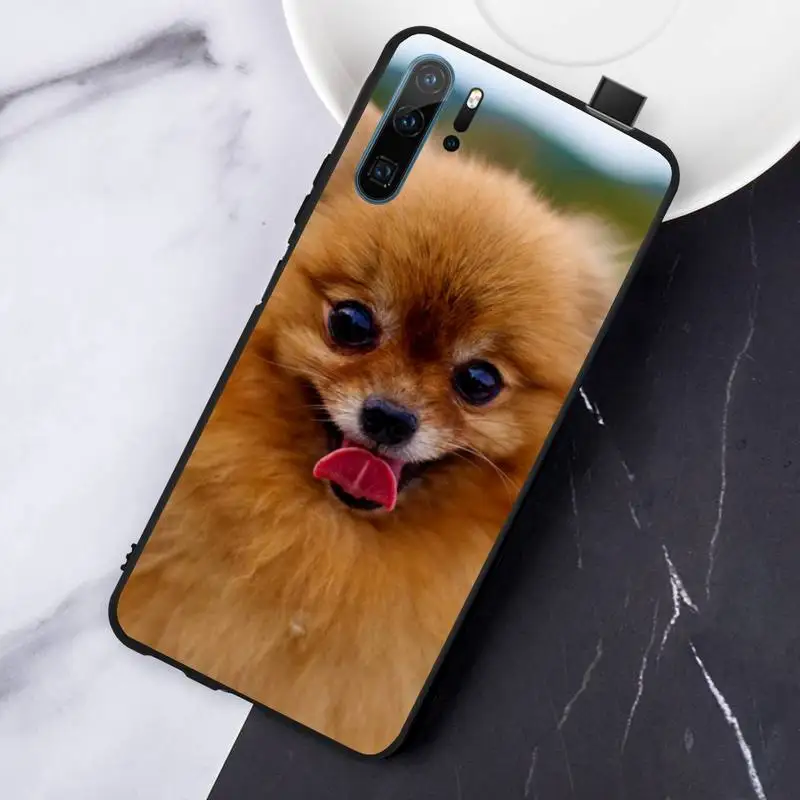 Pomeranian Pomcute dog high quality Phone Case coque For Huawei honor Mate P 10 20 30 40 Pro 10i 9 10 20 8 x Lite
Pomeranian Pomcute dog high quality Phone Case coque For Huawei honor Mate P 10 20 30 40 Pro 10i 9 10 20 8 x Lite