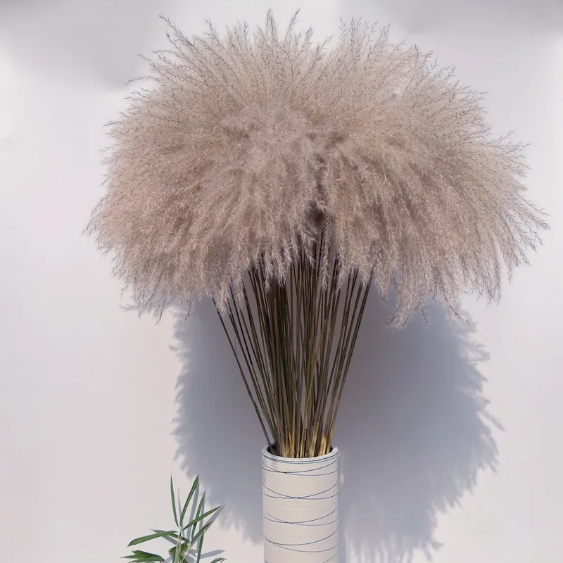 Natural Pampas Grass Reed Dried Flowers Fall Decorations for Home Real Flowers Wedding Home Decor
Natural Pampas Grass Reed Dried Flowers Fall Decorations for Home Real Flowers Wedding Home Decor