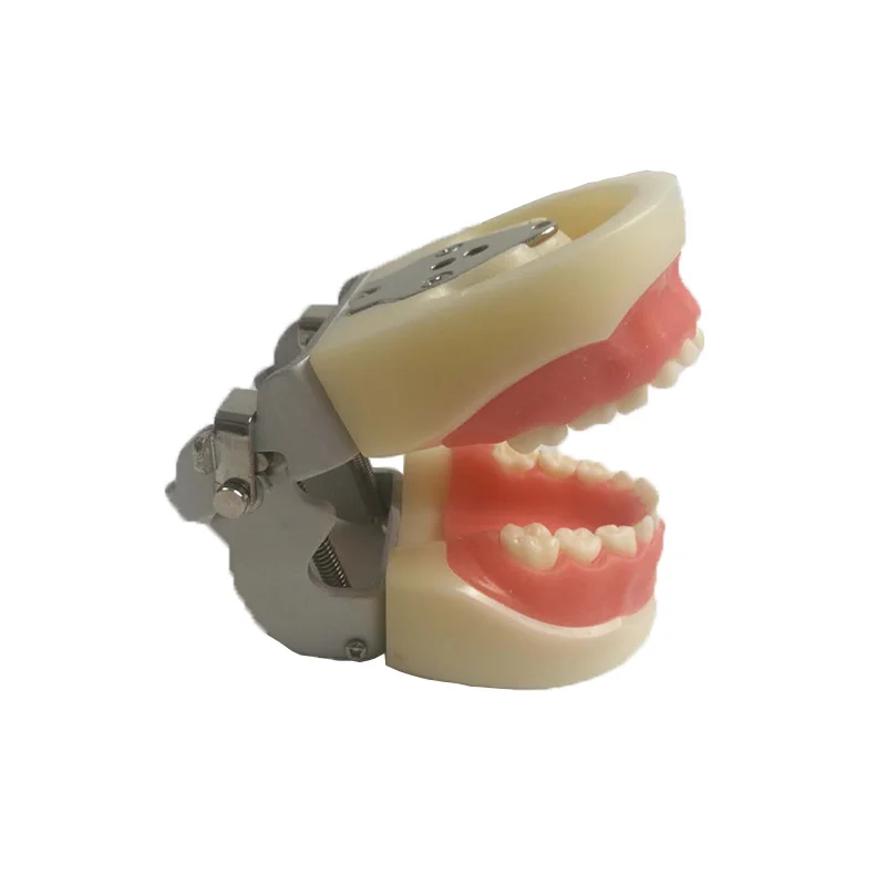 24pcs teeth Dental educational model Standard Model with Soft Gum and FE Articulator for Dental education
24pcs teeth Dental educational model Standard Model with Soft Gum and FE Articulator for Dental education