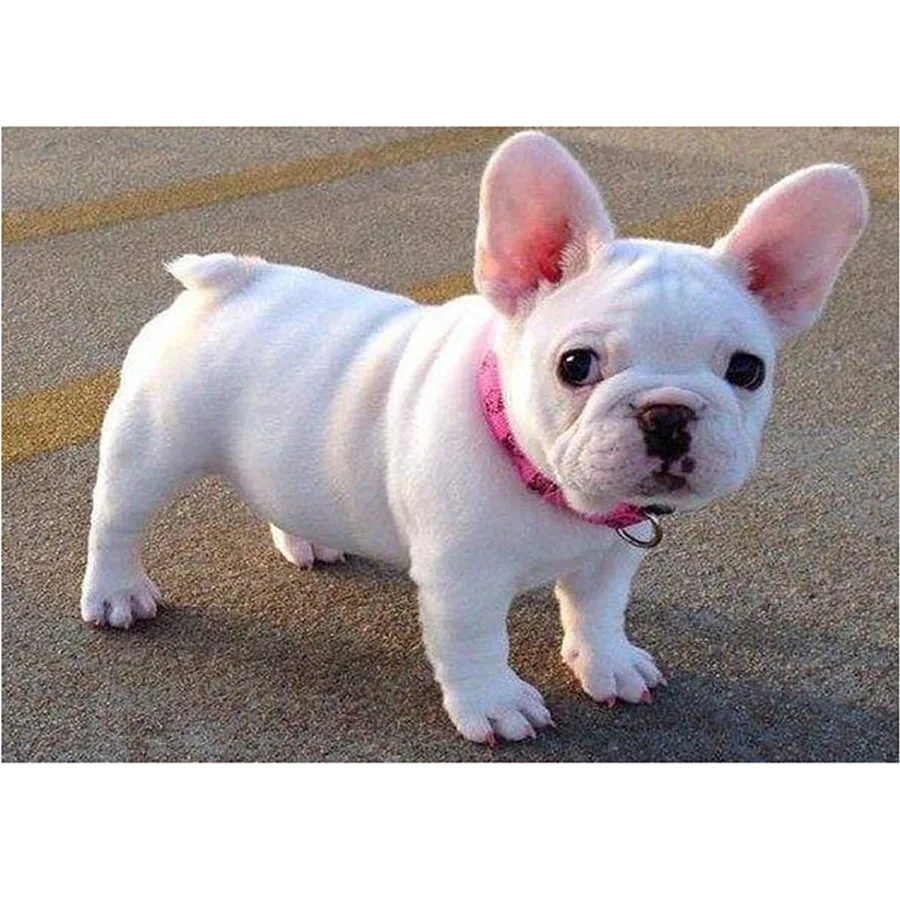 5D алмазная живопись с изображением собаки, белый французский бульдог, полный квадратный Набор для вышивки крестиком, алмазная вышивка своими руками, мозаика в подарок
5D алмазная живопись с изображением собаки, белый французский бульдог, полный квадратный Набор для вышивки крестиком, алмазная вышивка своими руками, мозаика в подарок