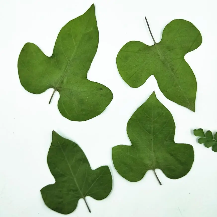 60pcs Pressed Dried Morning Glory Leaves Flower Plants Herbarium For Jewelry Making Postcard Frame Phone Case Craft DIY
60pcs Pressed Dried Morning Glory Leaves Flower Plants Herbarium For Jewelry Making Postcard Frame Phone Case Craft DIY
