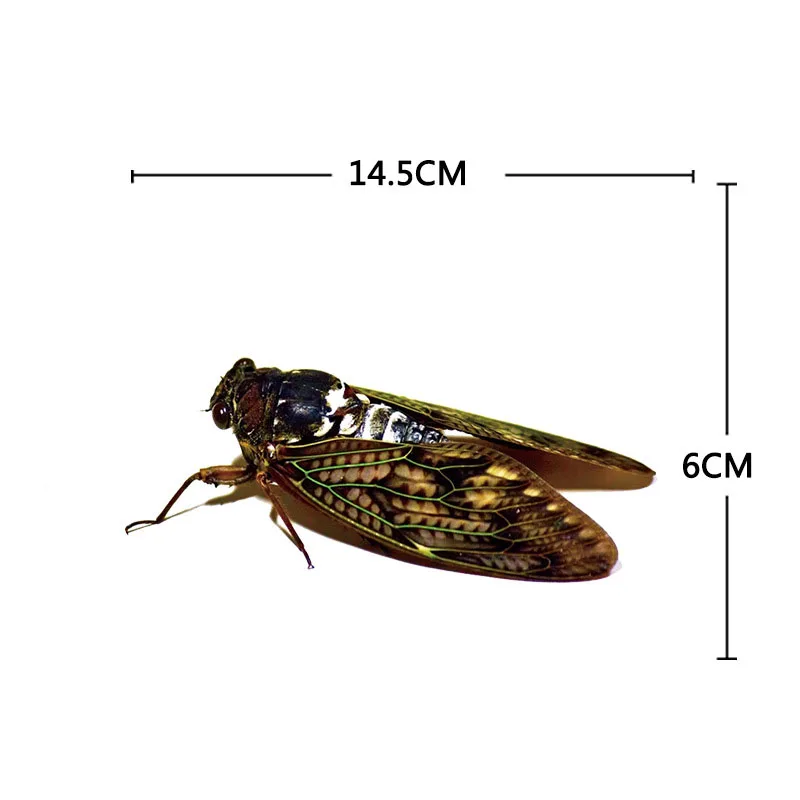 Car Insect Stickers Personality Creative Block Body Stickers 3D Stickers Waterproof Scratches Moisture-proof To Decorate The Car 
Car Insect Stickers Personality Creative Block Body Stickers 3D Stickers Waterproof Scratches Moisture-proof To Decorate The Car