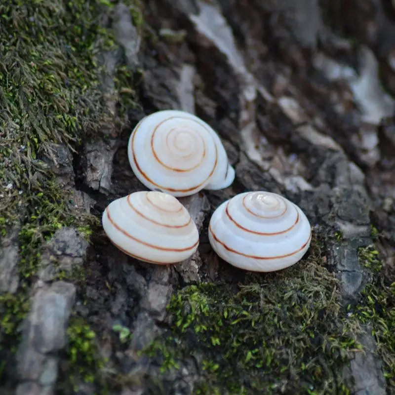 Natural Conch Shells Mini Conch Corn Screw Wall Decoration DIY Aquarium Landscape Seashells Crafts/party Decor
Natural Conch Shells Mini Conch Corn Screw Wall Decoration DIY Aquarium Landscape Seashells Crafts/party Decor