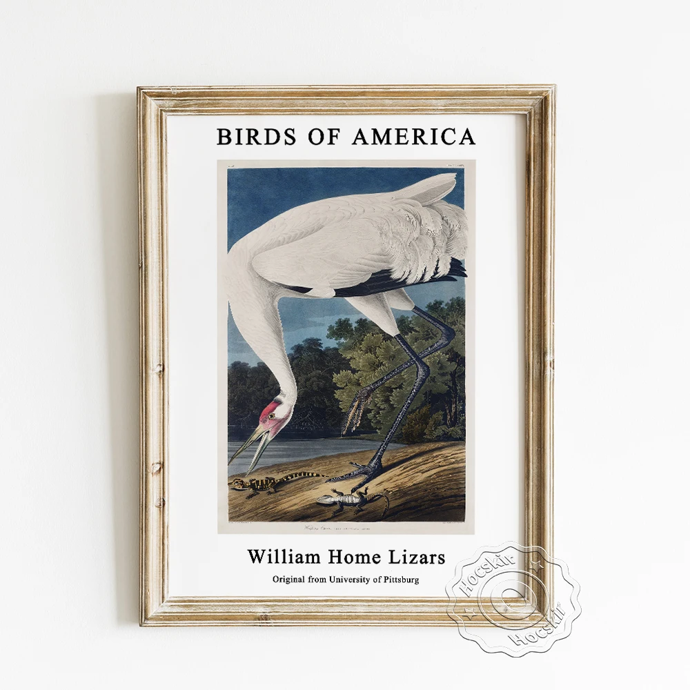 John James Audubon Exhibition Animal Art Museum Poster, Hooping Crane Canvas Painting, America Birds Wall Picture Home Decor
John James Audubon Exhibition Animal Art Museum Poster, Hooping Crane Canvas Painting, America Birds Wall Picture Home Decor