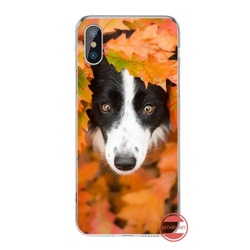 Lovely Border collie dog Phone Cases For iphone 12 5 5s 5c se 6 6s 7 8 plus x xs xr 11 pro max
Lovely Border collie dog Phone Cases For iphone 12 5 5s 5c se 6 6s 7 8 plus x xs xr 11 pro max