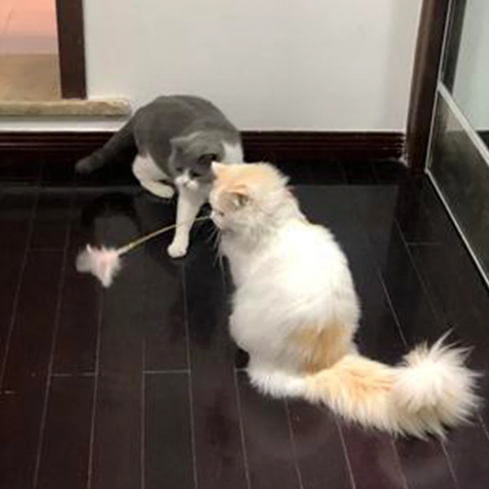 Popular Items of 2021 Collar Funny Cat Toy Funny Novelty Toys Kitten Accessories Games Interactive Collars Feather Bell Play Cat
Popular Items of 2021 Collar Funny Cat Toy Funny Novelty Toys Kitten Accessories Games Interactive Collars Feather Bell Play Cat