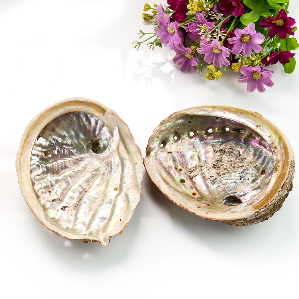 

11-12CM Natural Abalone Shells Seashell Nautical Home Decoration Aquarium Landscape DIY Ashtray Soap Holder Collectibles Craft