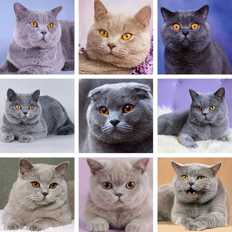 5D Cat Diamond Mosaic Full Drill Square Round Diamond Embroidery Animals Pet Picture Of Rhinestones Sale Cross Stitch Home Decor
5D Cat Diamond Mosaic Full Drill Square Round Diamond Embroidery Animals Pet Picture Of Rhinestones Sale Cross Stitch Home Decor