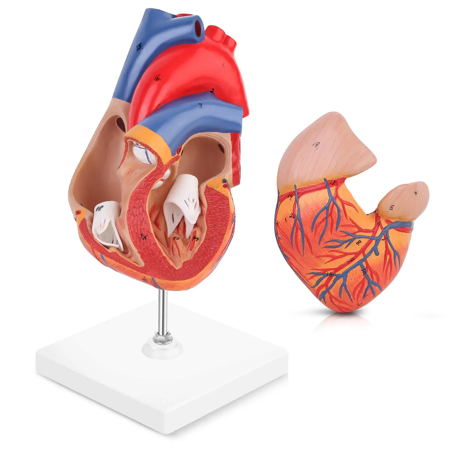 Human Heart Model 2-Part Deluxe Life Size Human Heart Anatomical Human Heart Model Anatomy Medical Teaching Tool
Human Heart Model 2-Part Deluxe Life Size Human Heart Anatomical Human Heart Model Anatomy Medical Teaching Tool
