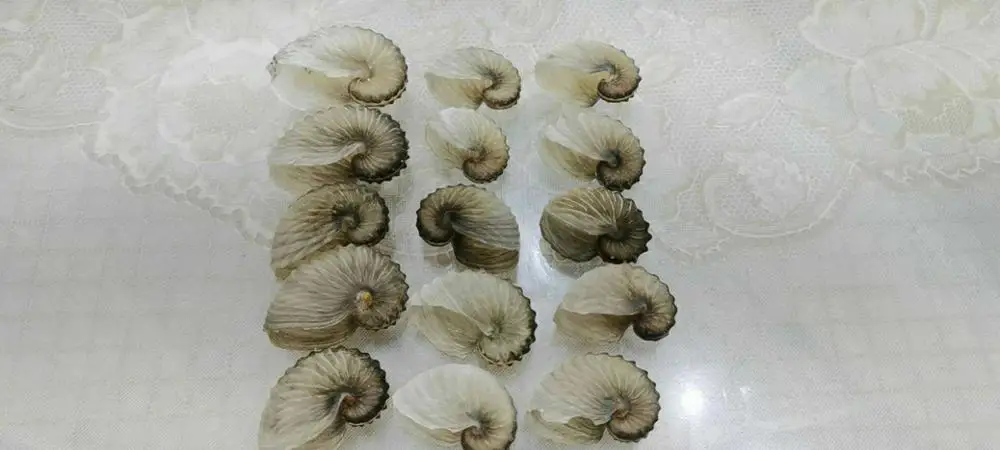 1pc Argonauta hians 5-9cm shell rare shell Nautilus pompilius Natural Shell Conch Mediterranean 
1pc Argonauta hians 5-9cm shell rare shell Nautilus pompilius Natural Shell Conch Mediterranean