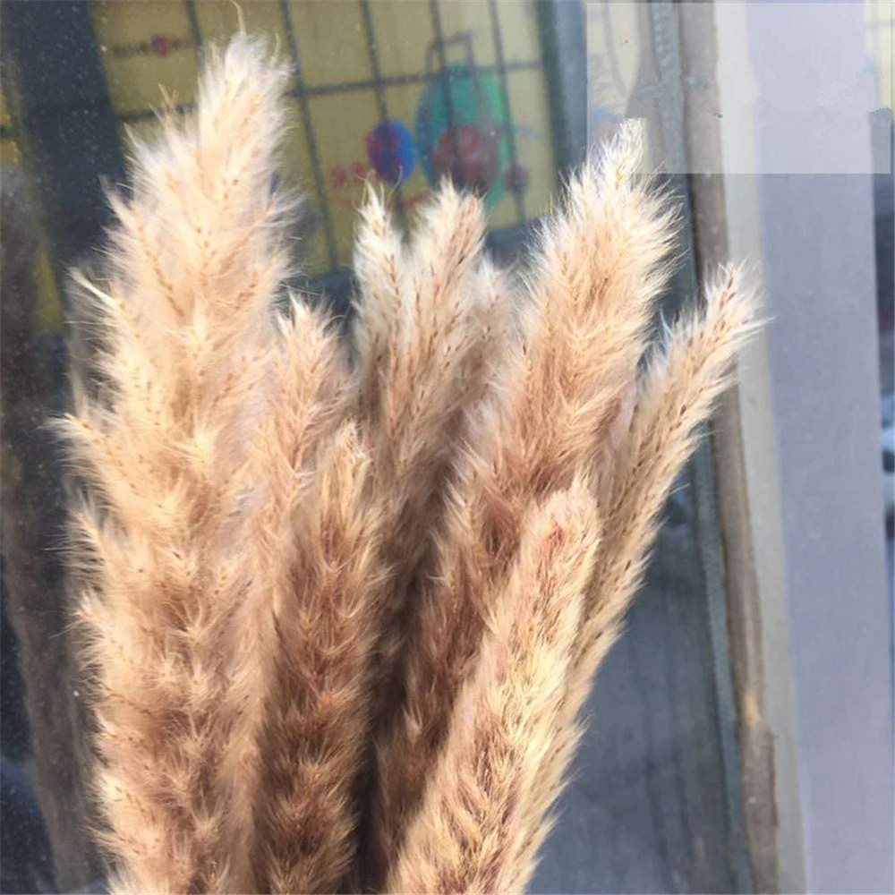 15Pcs Dried Small Pampas Grass Flowers Pantas Artificiales Para Decoracion Real Plants Home Decor White Brown Wedding Decoration
15Pcs Dried Small Pampas Grass Flowers Pantas Artificiales Para Decoracion Real Plants Home Decor White Brown Wedding Decoration