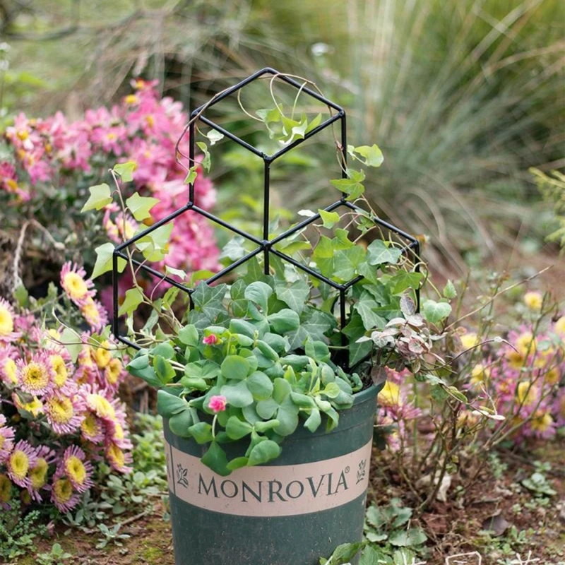 J2HA Lattice-Shaped Plant Trellis for DIY Potted Climbing Plants Support, Flower Vegetables Rose Vine Pea Ivy Cucumbers, Iron
J2HA Lattice-Shaped Plant Trellis for DIY Potted Climbing Plants Support, Flower Vegetables Rose Vine Pea Ivy Cucumbers, Iron