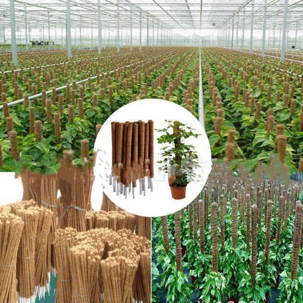 30/40/50cm Plant Support Pole Stackable Durable Wooden Coir Moss Totem Pole Support Plant Fiber Pole
30/40/50cm Plant Support Pole Stackable Durable Wooden Coir Moss Totem Pole Support Plant Fiber Pole