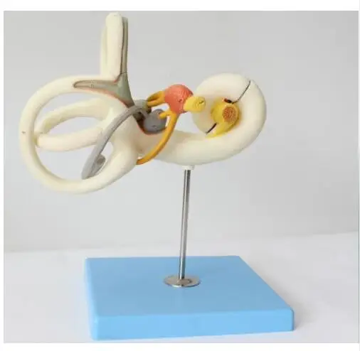 Magnify Human Anatomical Labyrinth Of The Inner Ear Anatomy Model fast ship ndy
Magnify Human Anatomical Labyrinth Of The Inner Ear Anatomy Model fast ship ndy