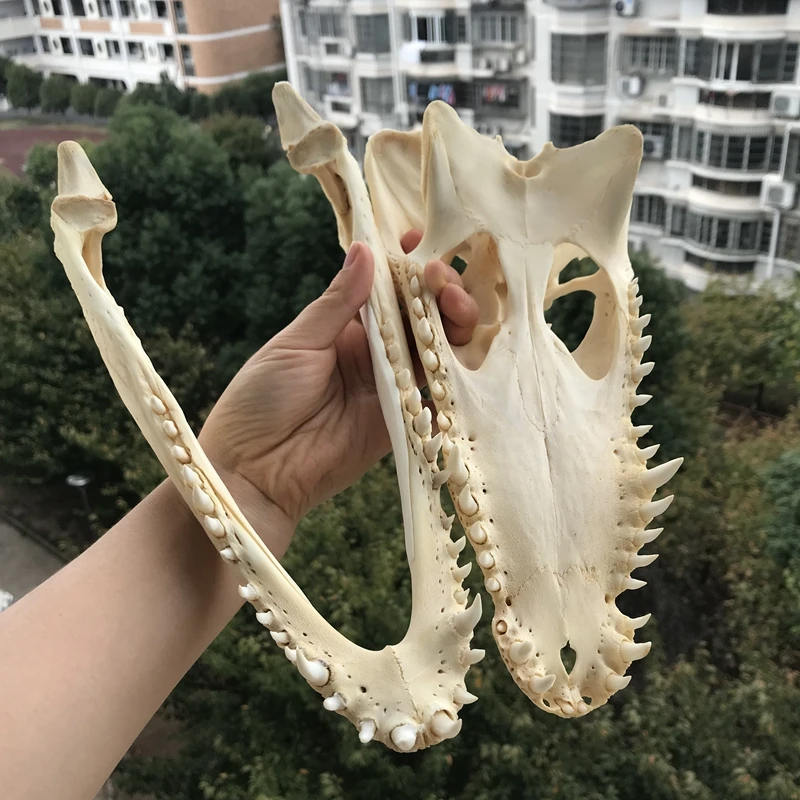 1Pcs Real Animal skull Amphibian crawl Taxidermy 25-30CM (From the farm) 
1Pcs Real Animal skull Amphibian crawl Taxidermy 25-30CM (From the farm)