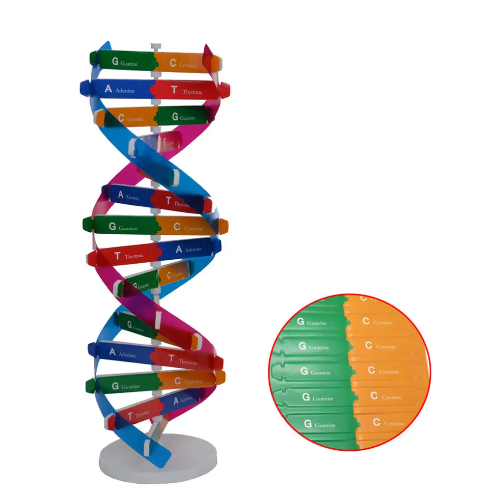 DIY DNA Double Helix Model Biological Science Experiment Tool Human Genes Learning Tool for School Office
DIY DNA Double Helix Model Biological Science Experiment Tool Human Genes Learning Tool for School Office
