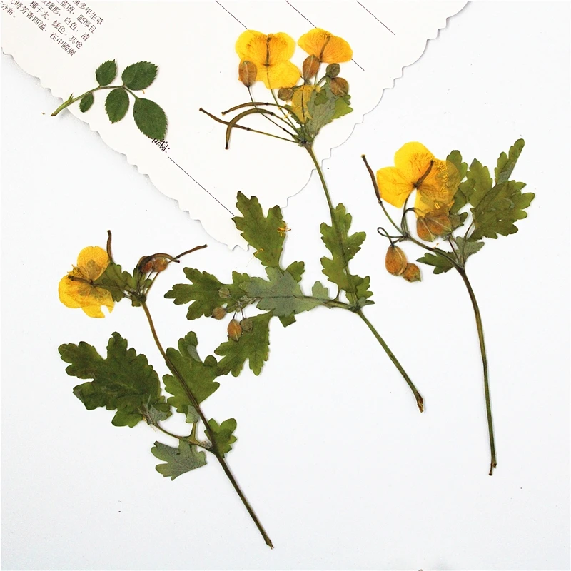 120pcs Pressed Dried Chelidonium Majus Flower Plants Herbarium For Jewelry Phone Case Card Bookmark Nail Art Make Up DIY
120pcs Pressed Dried Chelidonium Majus Flower Plants Herbarium For Jewelry Phone Case Card Bookmark Nail Art Make Up DIY