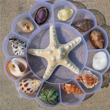

Ракушки из натуральной морской звезды, 1 коробка, для детей, морская биология, научно-популярные материалы, подарки для детского сада