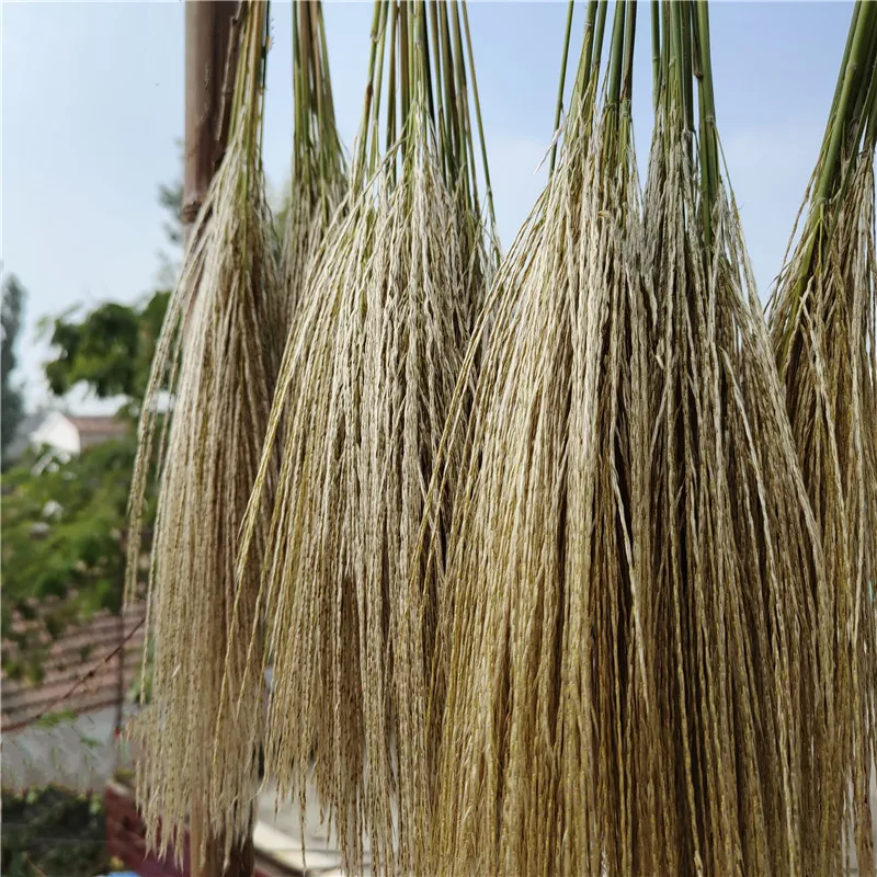 30pcs Dried pampas grass wedding decor flower bunch small pampas grass home decor real pampas grass reed natural plant ornaments
30pcs Dried pampas grass wedding decor flower bunch small pampas grass home decor real pampas grass reed natural plant ornaments