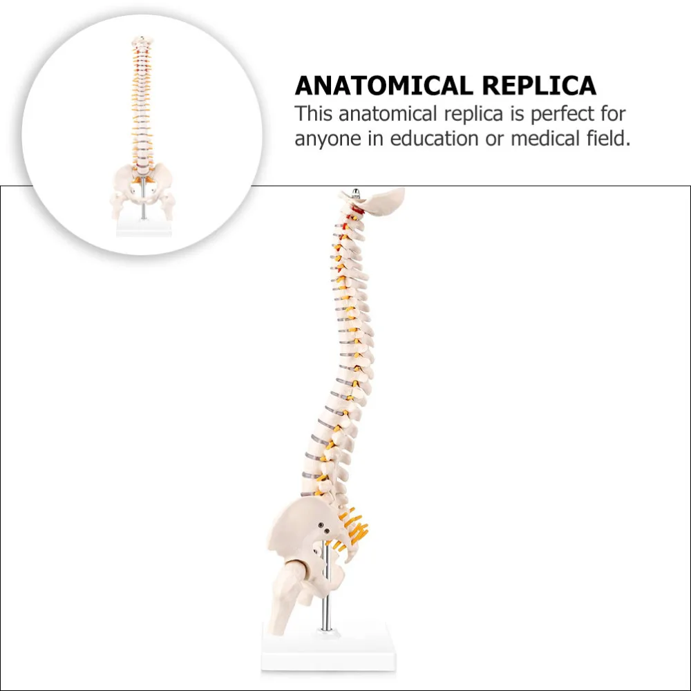 1Pc Human Spine Model Human Bone Tailbone Pelvis Model for Training 
1Pc Human Spine Model Human Bone Tailbone Pelvis Model for Training