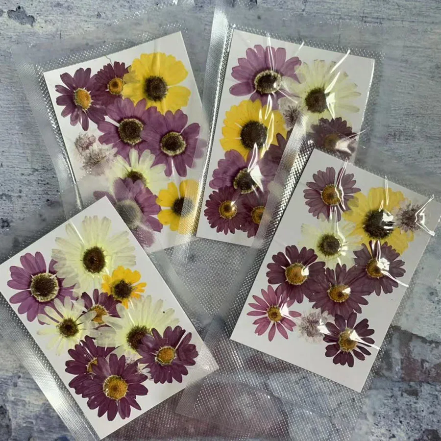 10pcs Pressed Dried Mixed Pericallis Hybrida Flower Plant Herbarium For Jewelry Postcard Invitation Card Phone Case Bookmark DIY
10pcs Pressed Dried Mixed Pericallis Hybrida Flower Plant Herbarium For Jewelry Postcard Invitation Card Phone Case Bookmark DIY
