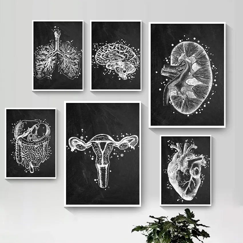 Black & White Anatomy Art Human Canvas Painting Heart Lung Brain Gut Uterus Wall Print Poster Pictures for Doctor Office Decor 
Black & White Anatomy Art Human Canvas Painting Heart Lung Brain Gut Uterus Wall Print Poster Pictures for Doctor Office Decor