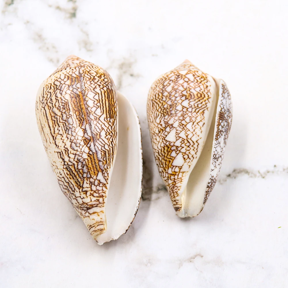 New Vase Screw Weaving Conch Seashells Nautical Home Decor Shell Beach Wedding Decorations Specimen Aquarium Micro-landscape
New Vase Screw Weaving Conch Seashells Nautical Home Decor Shell Beach Wedding Decorations Specimen Aquarium Micro-landscape