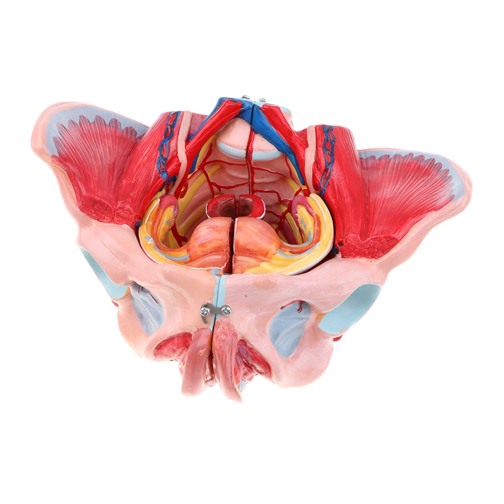 1:1 натуральный размер женская модель таза с сосудами Связки мышц нервов и органов