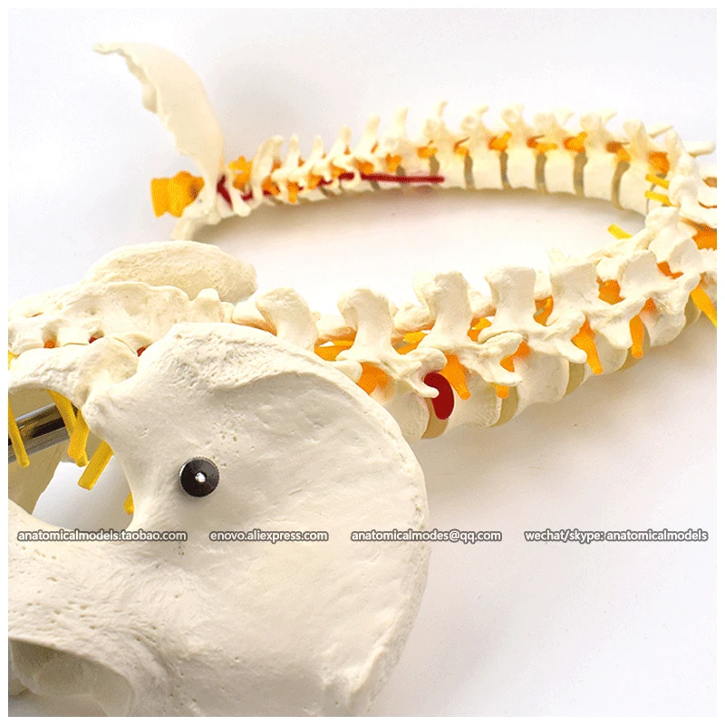 12718 / Deluxe Flexible Spine Model, Medical Spinal Column Anatomical Human Model
12718 / Deluxe Flexible Spine Model, Medical Spinal Column Anatomical Human Model