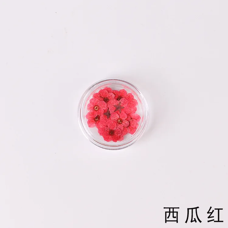 Прессованные сушеные нарциссы цвета сливы, 100 шт.
Прессованные сушеные нарциссы цвета сливы, 100 шт.