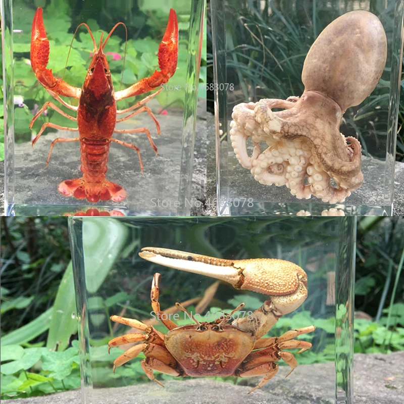 1piece Inkfish Specimen Crayfish In Clear Resin Educational Explore Instrument School Teaching Supplies 100x80x30mm
1piece Inkfish Specimen Crayfish In Clear Resin Educational Explore Instrument School Teaching Supplies 100x80x30mm